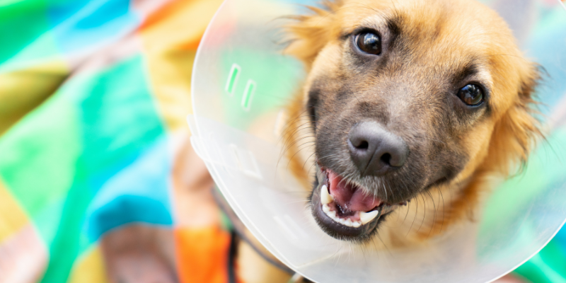 spay pets, neuter pets, pet surgery, reasons to spay, reasons to neuter, pet health, Animal Emergency & Referral Center of Minnesota