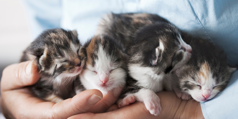 spay pets, neuter pets, pet surgery, reasons to spay, reasons to neuter, pet health, Animal Emergency & Referral Center of Minnesota