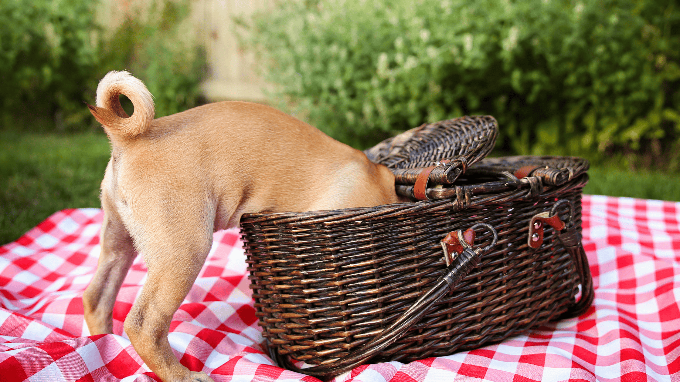 Picnic Dangers for Dogs