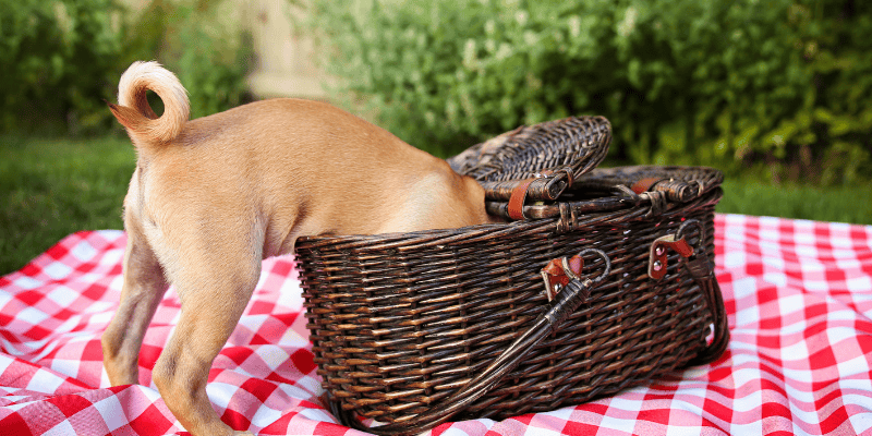 picnic, picnic pet toxins, picnic pet hazards, picnic pet dangers, summer pet toxins, summer pet hazards, human food toxins, Animal Emergency & Referral Center of Minnesota, Twin Cities emergency vet, Minnesota emergency vet, pet health, pet safety