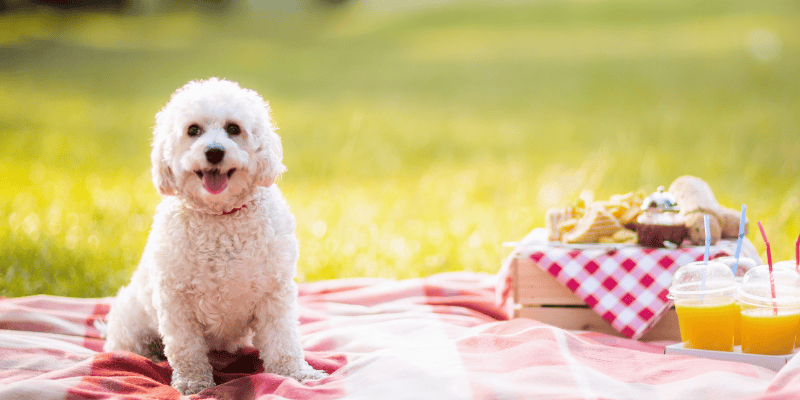 picnic, picnic pet toxins, picnic pet hazards, picnic pet dangers, summer pet toxins, summer pet hazards, human food toxins, Animal Emergency & Referral Center of Minnesota, Twin Cities emergency vet, Minnesota emergency vet, pet health, pet safety