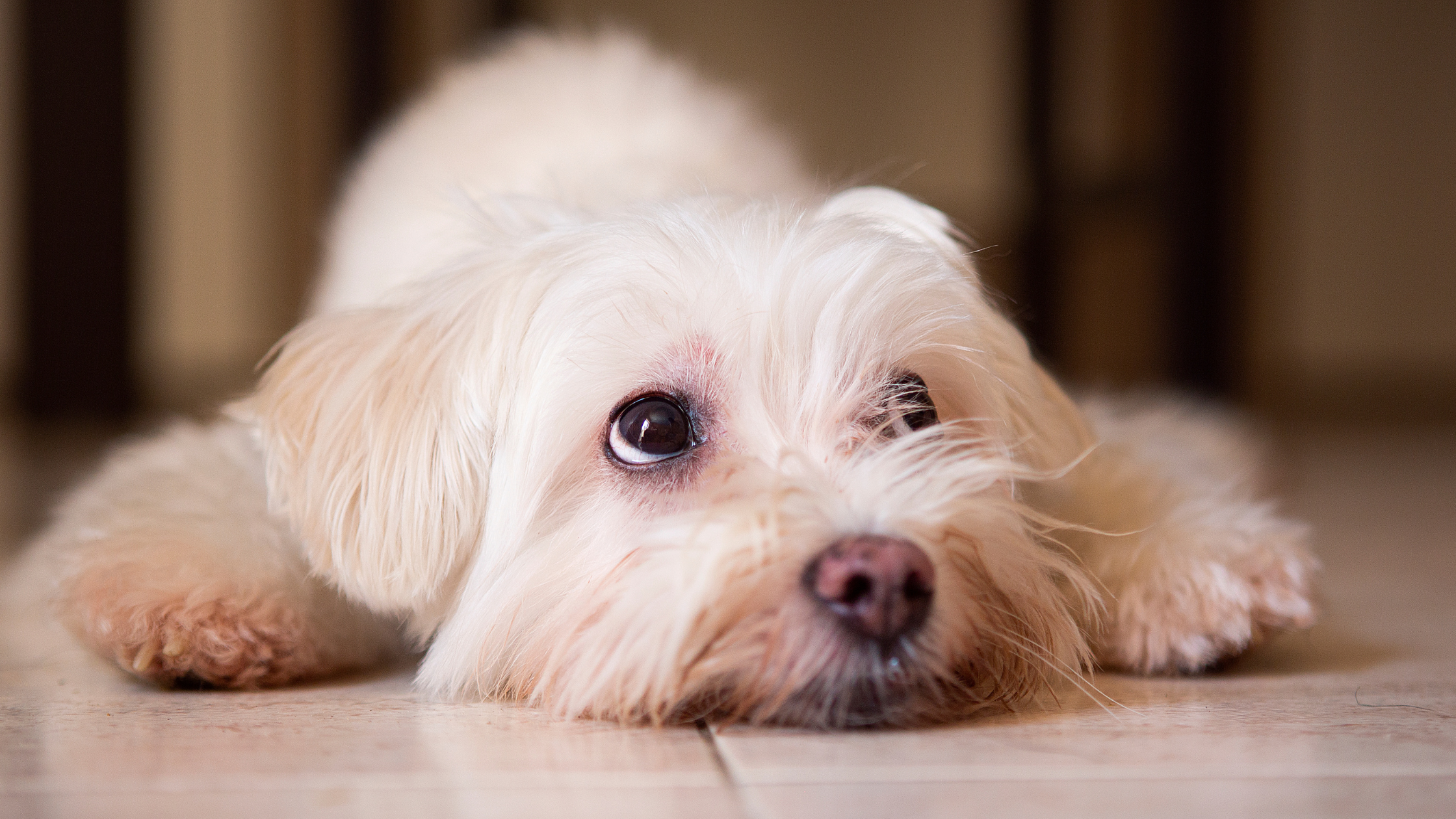 Five Tips for Keeping Your Senior Dog Slip-Free