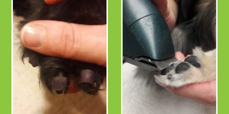 senior dogs, senior mobility, prevent senior dogs from slipping, dog tips, Animal Emergency & Referral Center of Minnesota