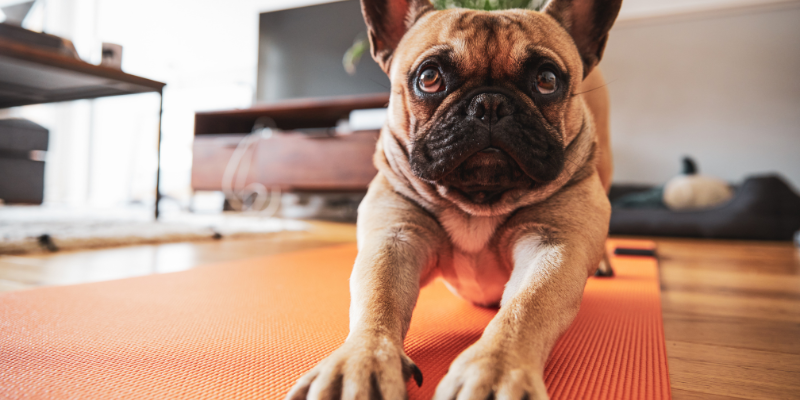 senior dogs, senior mobility, prevent senior dogs from slipping, dog tips, Animal Emergency & Referral Center of Minnesota