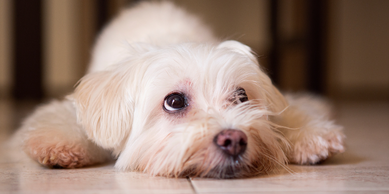 senior dogs, senior mobility, prevent senior dogs from slipping, dog tips, Animal Emergency & Referral Center of Minnesota