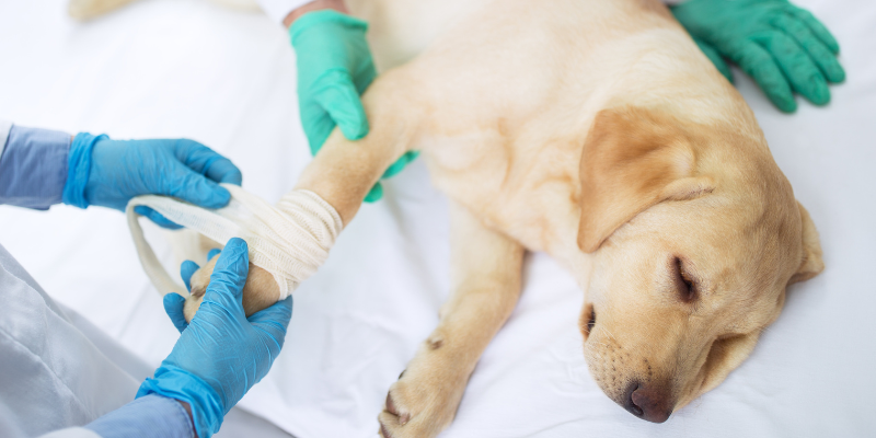 dog hit by car, what to do if your dog is hit by a car, pet emergency, veterinary emergency, Animal Emergency & Referral Center of Minnesota, Twin Cities emergency vet, Saint Paul emergency vet, Oakdale emergency vet