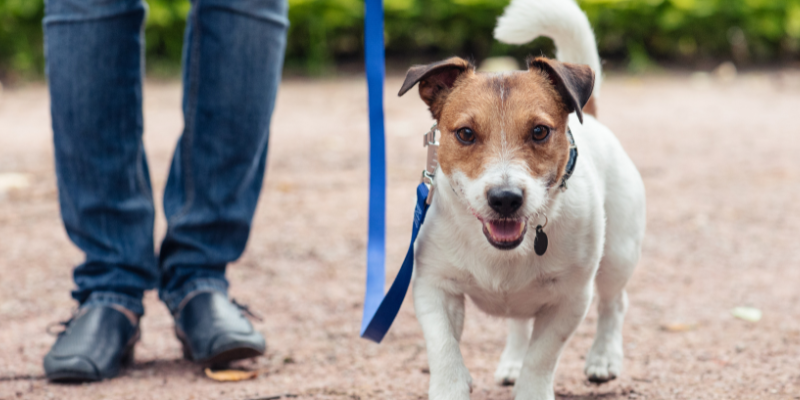 dog hit by car, what to do if your dog is hit by a car, pet emergency, veterinary emergency, Animal Emergency & Referral Center of Minnesota, Twin Cities emergency vet, Saint Paul emergency vet, Oakdale emergency vet