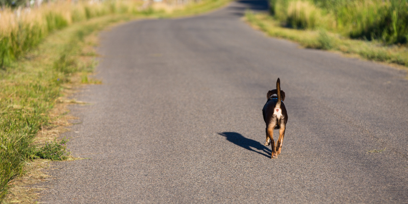 dog hit by car, what to do if your dog is hit by a car, pet emergency, veterinary emergency, Animal Emergency & Referral Center of Minnesota, Twin Cities emergency vet, Saint Paul emergency vet, Oakdale emergency vet