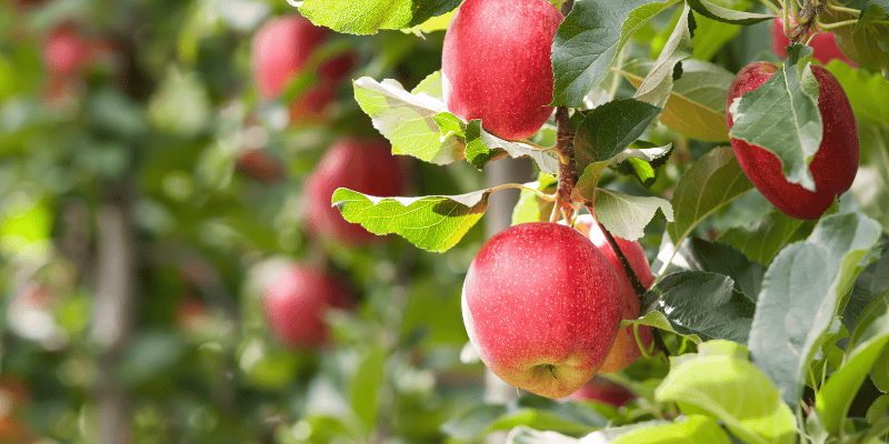 red apples, tree, apple orchard, apple safety, pet safety, dogs, dog safety, dog owners, dog apple orchards, pet-friendly apple orchards, dog-friendly apple orchards, Minnesota apple orchards, Twin Cities apple orchards, Wisconsin apple orchards, dog safety apple orchards, Animal Emergency & Referral Center of Minnesota, er vet, Twin Cities emergency vet, Minnesota emergency vet