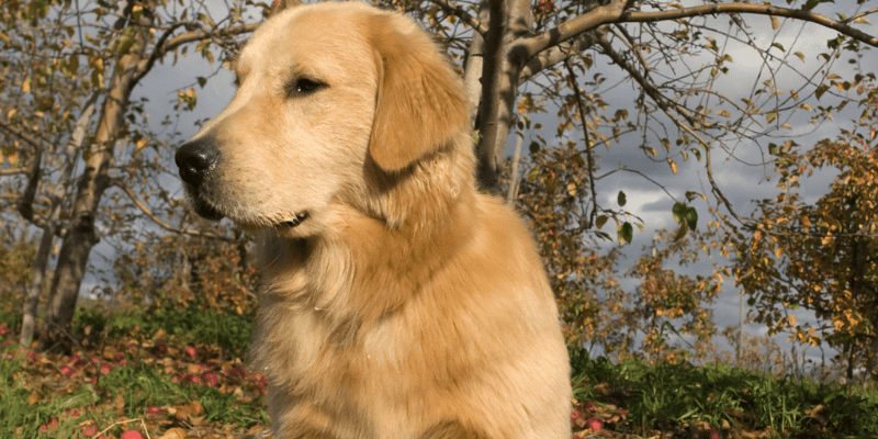 dog, outside, trees, apples, apple orchard, apple safety, pet safety, dogs, dog safety, dog owners, dog apple orchards, pet-friendly apple orchards, dog-friendly apple orchards, Minnesota apple orchards, Twin Cities apple orchards, Wisconsin apple orchards, dog safety apple orchards, Animal Emergency & Referral Center of Minnesota, er vet, Twin Cities emergency vet, Minnesota emergency vet