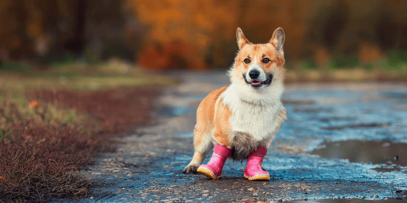 dog, rain boots, dirt road, apple orchard, apple safety, pet safety, dogs, dog safety, dog owners, dog apple orchards, pet-friendly apple orchards, dog-friendly apple orchards, Minnesota apple orchards, Twin Cities apple orchards, Wisconsin apple orchards, dog safety apple orchards, Animal Emergency & Referral Center of Minnesota, er vet, Twin Cities emergency vet, Minnesota emergency vet