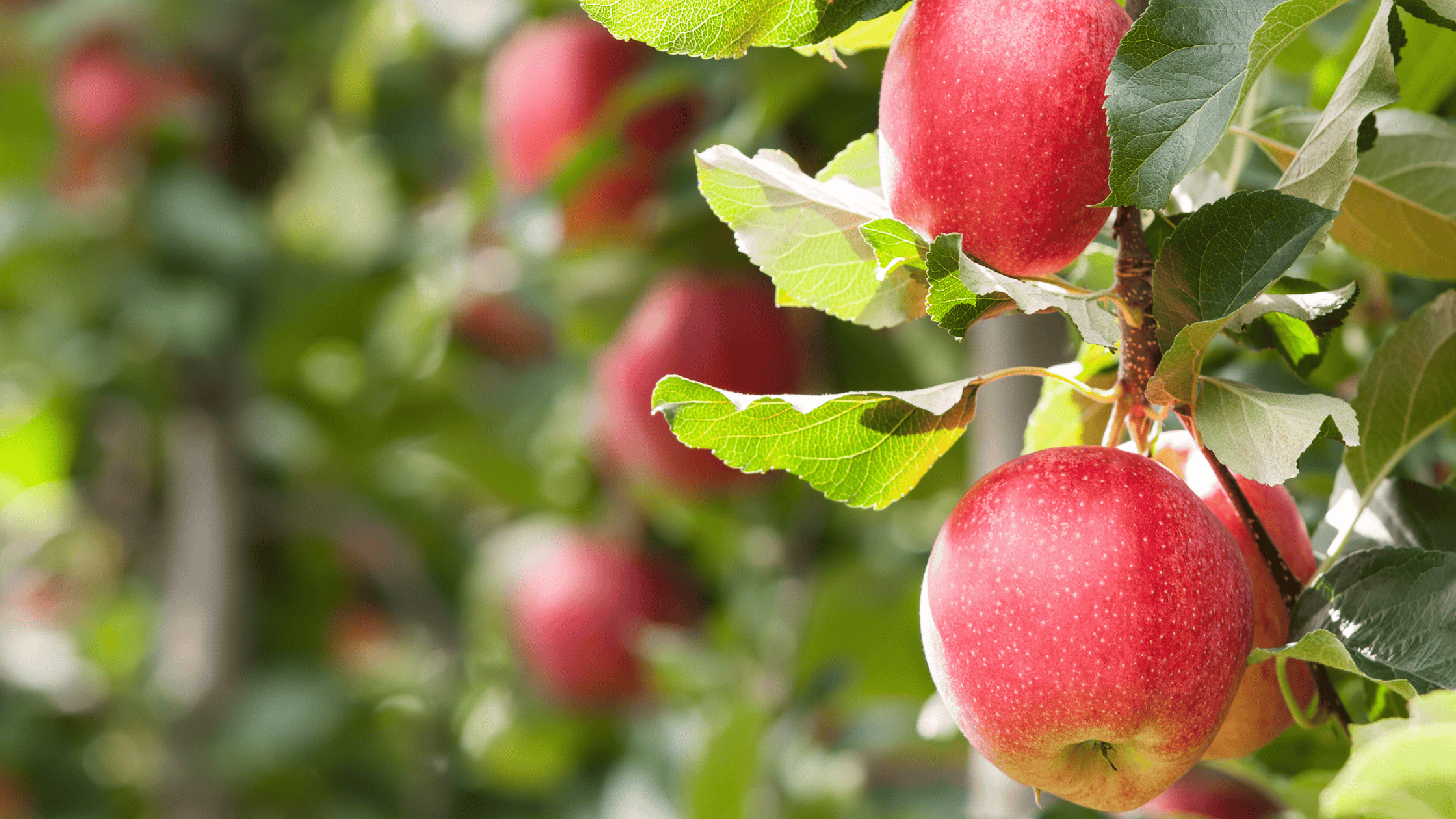 Apple Orchard Safety for Dogs