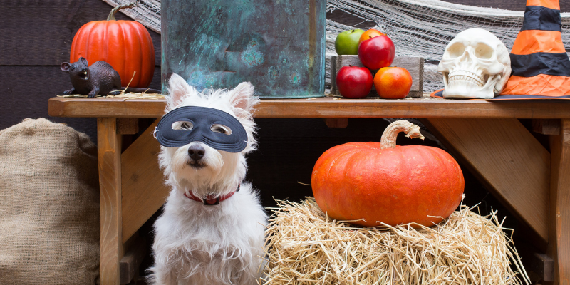 dog, mask, pumpkin, Halloween party, dog-friendly Halloween, dog Halloween party, Halloween safety, Halloween activities for dogs, dog Halloween activities, pet Halloween costumes, pet Halloween treats, Animal Emergency & Referral Center of Minnesota, pet safety, Twin Cities emergency vet, Minnesota animal emergency hospital