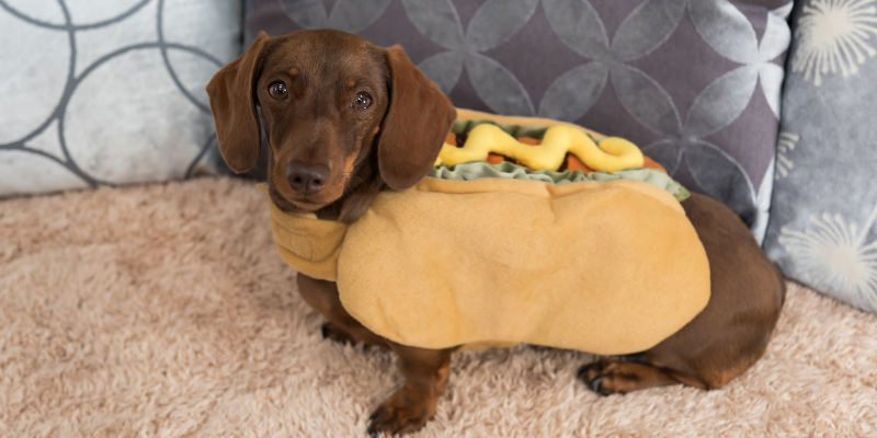 dog, hot dog costume, dog-friendly Halloween, dog Halloween party, Halloween safety, Halloween activities for dogs, dog Halloween activities, pet Halloween costumes, pet Halloween treats, Animal Emergency & Referral Center of Minnesota, pet safety, Twin Cities emergency vet, Minnesota animal emergency hospital