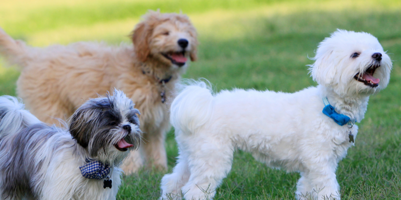 dogs, playing, dog-friendly Halloween, dog Halloween party, Halloween safety, Halloween activities for dogs, dog Halloween activities, pet Halloween costumes, pet Halloween treats, Animal Emergency & Referral Center of Minnesota, pet safety, Twin Cities emergency vet, Minnesota animal emergency hospital