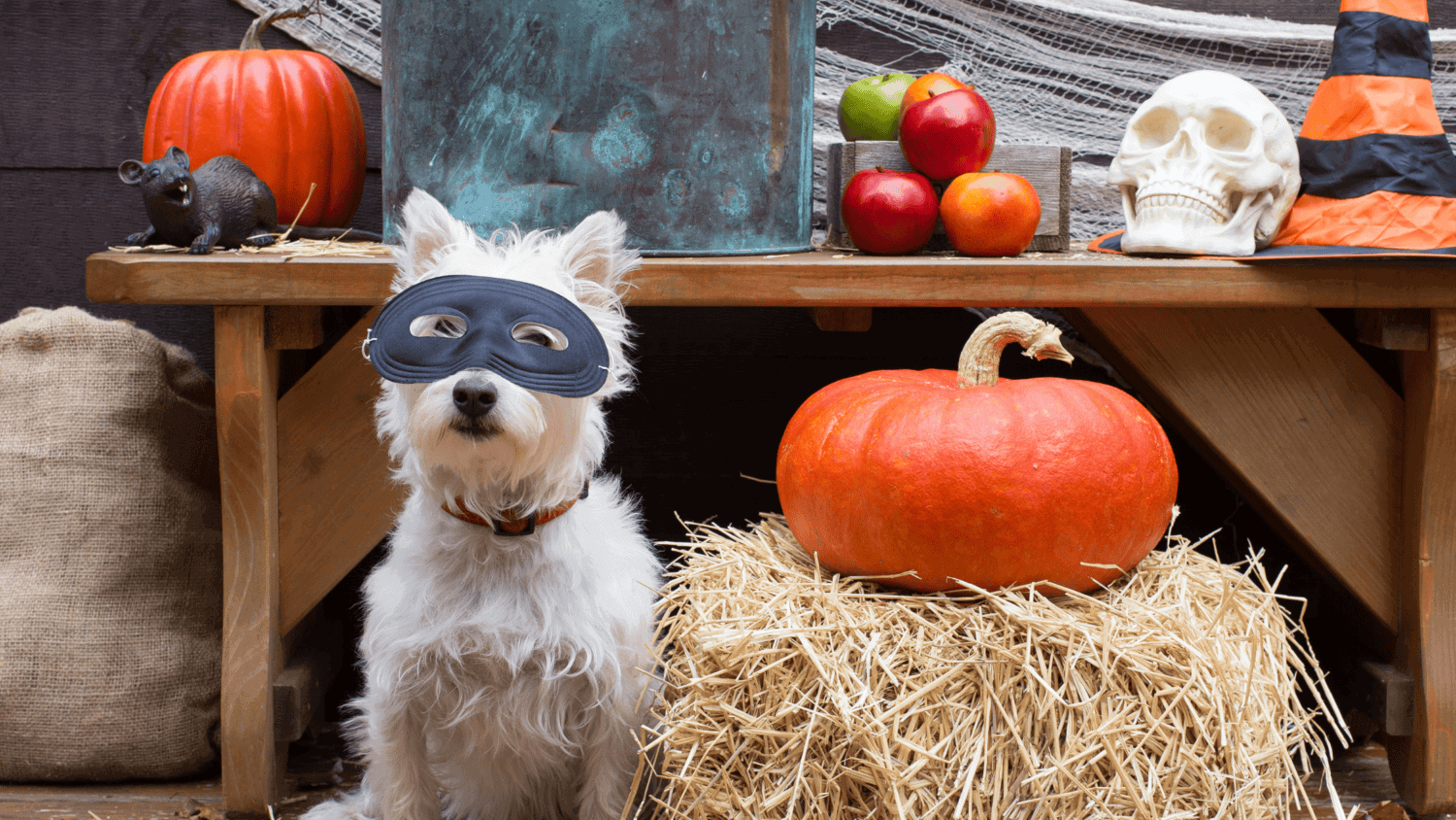 dogs, playing, dog-friendly Halloween, dog Halloween party, Halloween safety, Halloween activities for dogs, dog Halloween activities, pet Halloween costumes, pet Halloween treats, Animal Emergency & Referral Center of Minnesota, pet safety, Twin Cities emergency vet, Minnesota animal emergency hospital