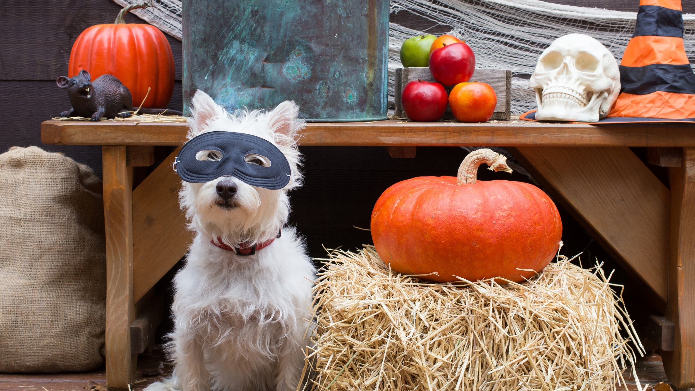 Safe Halloween Activities for Dogs
