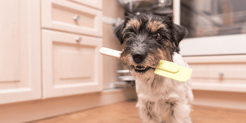 dog, spatula, baking, kitchen, baking, pet-friendly treats, homemade dog treats, homemade pet treats, pet-friendly baking ingredients, dog-friendly baking ingredients, emergency veterinarian, Animal Emergency & Referral Center of Minnesota
