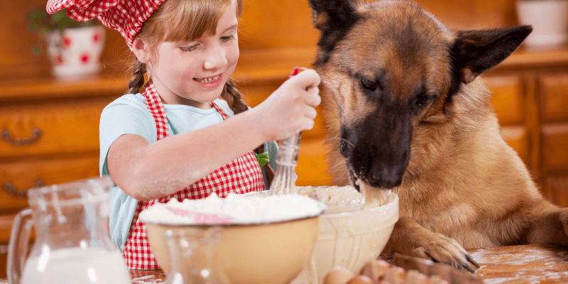 dog, child, kid, baking, mixing bowl, baking, pet-friendly treats, homemade dog treats, homemade pet treats, pet-friendly baking ingredients, dog-friendly baking ingredients, emergency veterinarian, Animal Emergency & Referral Center of Minnesota