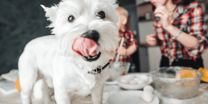 dog, counter, baking, licking lips, baking, pet-friendly treats, homemade dog treats, homemade pet treats, pet-friendly baking ingredients, dog-friendly baking ingredients, emergency veterinarian, Animal Emergency & Referral Center of Minnesota