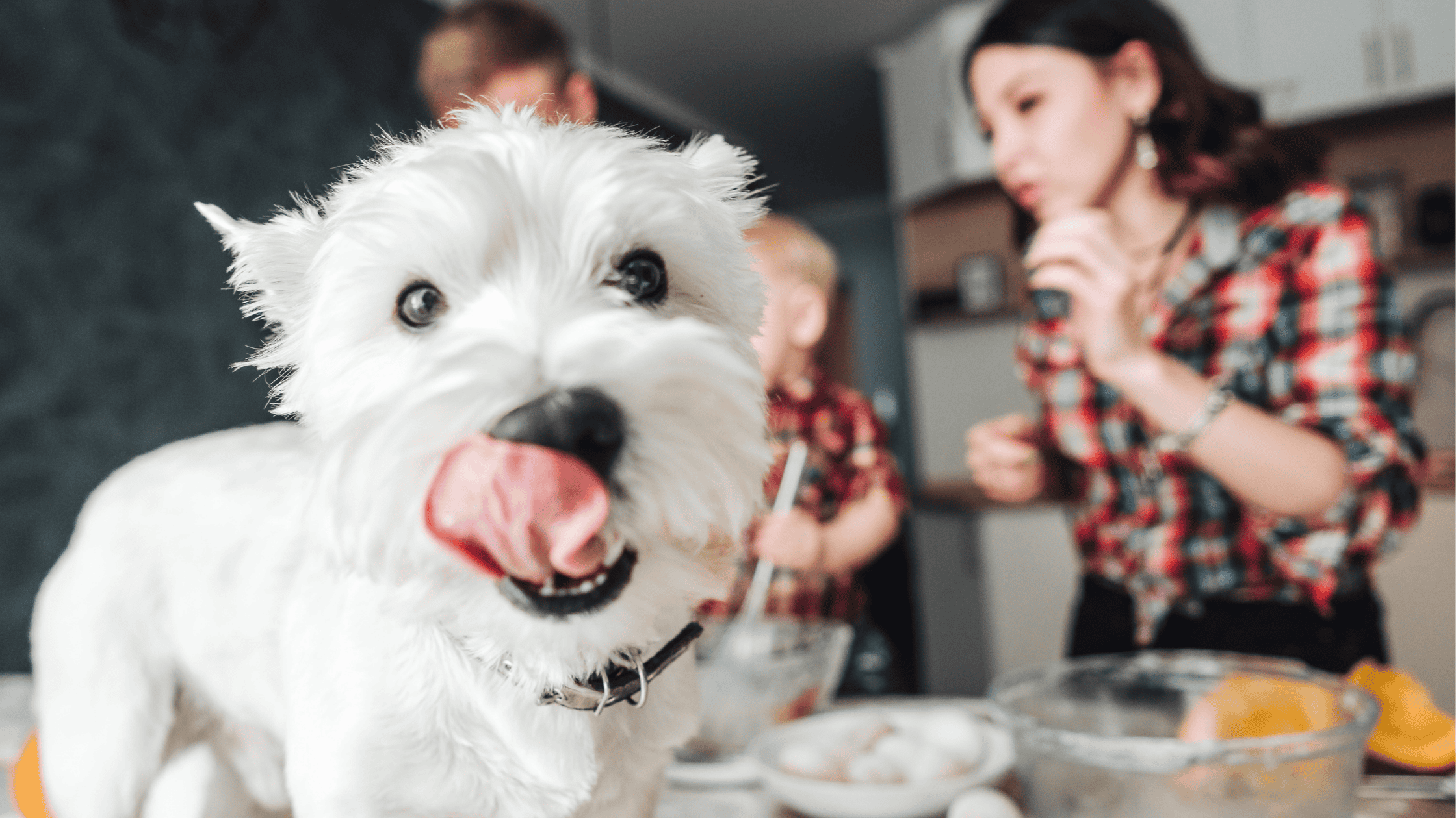 A Baking Guide to Homemade Dog Treats