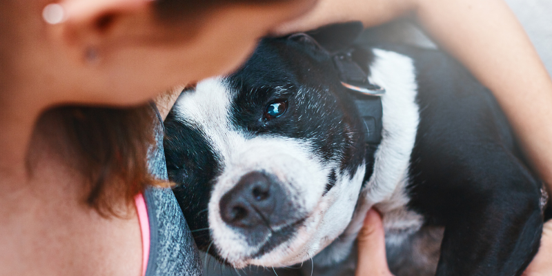 dog, looking at human, thankful pets, pet owners, pet parents, why your pet is thankful for you, Animal Emergency & Referral Center of Minnesota