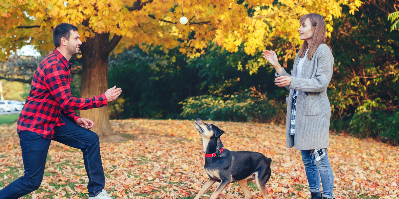 dog, fall leaves, playing fetch, thankful pets, pet owners, pet parents, why your pet is thankful for you, Animal Emergency & Referral Center of Minnesota