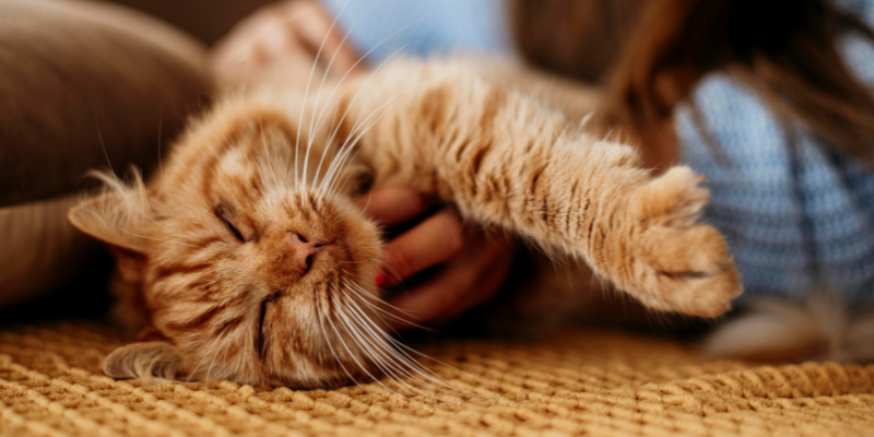 happy cat, pets, purring, lying down, thankful pets, pet owners, pet parents, why your pet is thankful for you, Animal Emergency & Referral Center of Minnesota