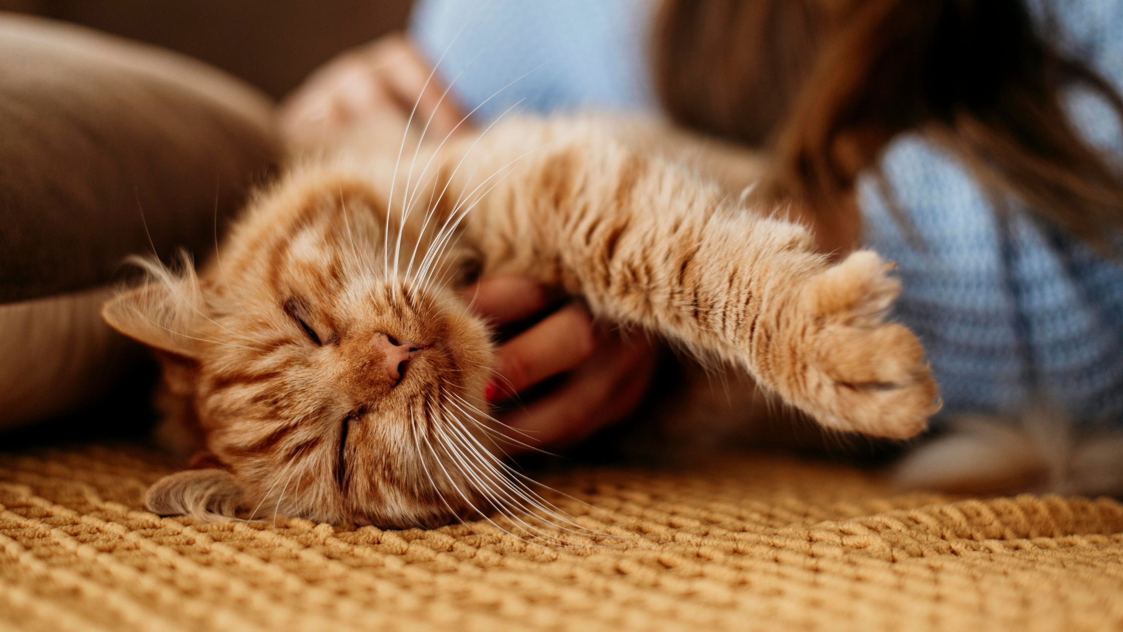 Five Reasons Your Pet is Thankful for You