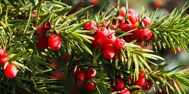 yew, toxic holiday plants, holiday pet toxins, holiday pet dangers, toxic plants, pet toxins, Animal Emergency & Referral Center of Minnesota