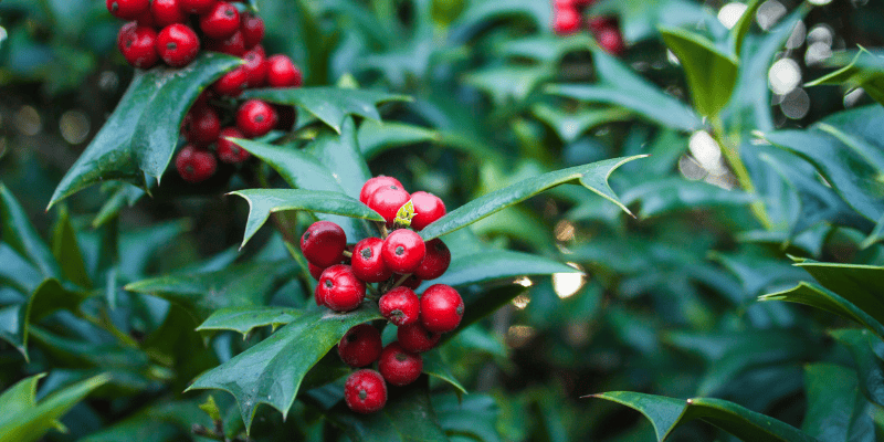 holly, toxic holiday plants, holiday pet toxins, holiday pet dangers, toxic plants, pet toxins, Animal Emergency & Referral Center of Minnesota