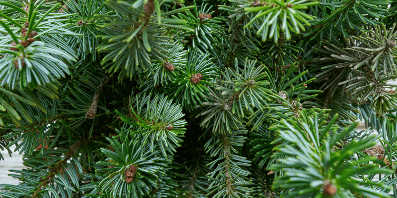 pine needles, toxic holiday plants, holiday pet toxins, holiday pet dangers, toxic plants, pet toxins, Animal Emergency & Referral Center of Minnesota
