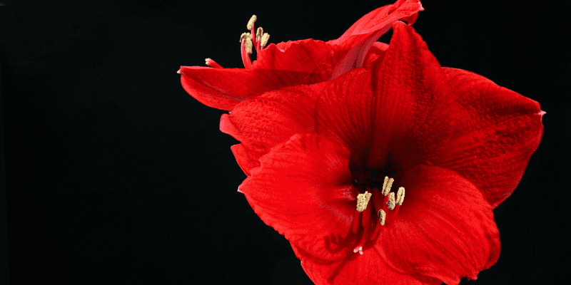 amaryllis, toxic holiday plants, holiday pet toxins, holiday pet dangers, toxic plants, pet toxins, Animal Emergency & Referral Center of Minnesota