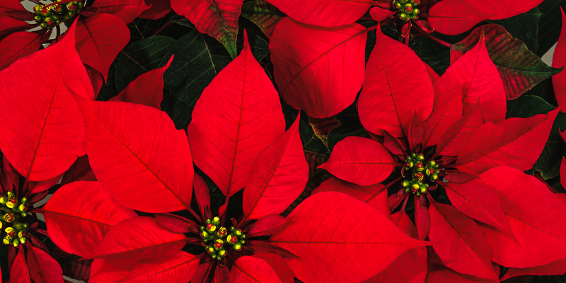 poinsettias,, toxic holiday plants, holiday pet toxins, holiday pet dangers, toxic plants, pet toxins, Animal Emergency & Referral Center of Minnesota