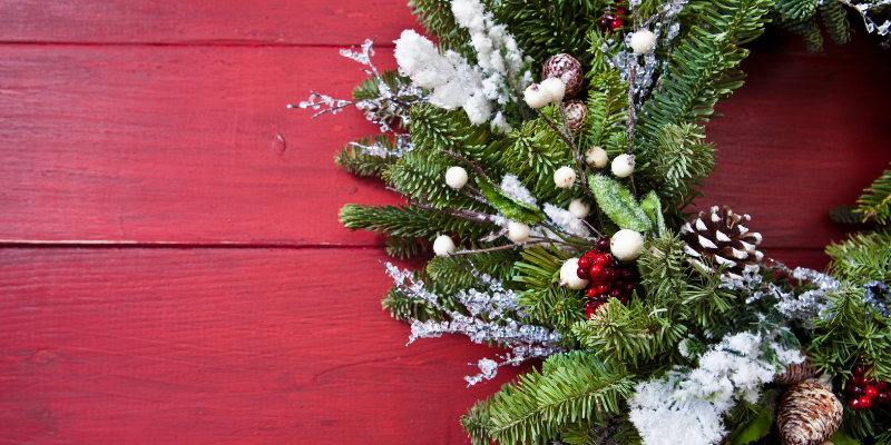 amaryllis, toxic holiday plants, holiday pet toxins, holiday pet dangers, toxic plants, pet toxins, Animal Emergency & Referral Center of Minnesota