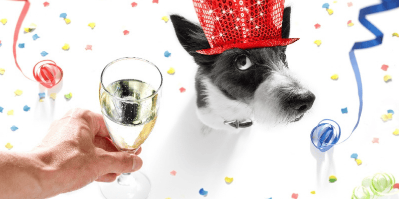 alcohol toxicity in pets, yeast dough toxicity in pets, pet toxicity, pet hazards, pet dangers, Animal Emergency & Referral Center of Minnesota, pet emergency, Minnesota emergency vet, Twin Cities emergency vet, oakdale emergency vet, Saint Paul emergency vet