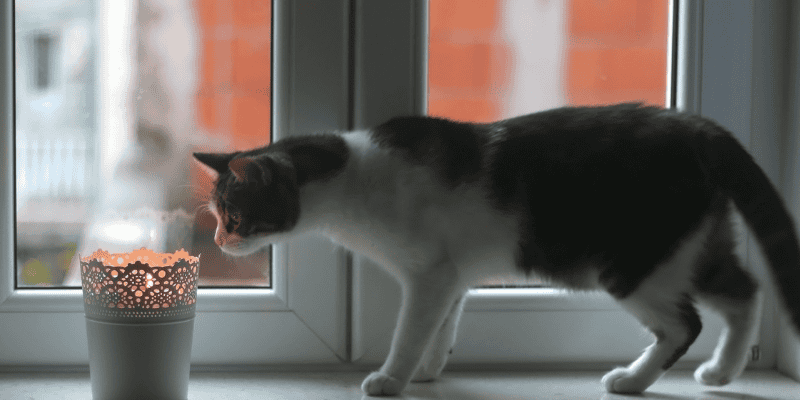 cat, candle, window, holiday pet dangers, Christmas pet dangers, dog dangers, cat dangers, Christmas decor dangers, Christmas tree dangers, pet hazards, pet safety tips, Animal Emergency & Referral Center of Minnesota, Minnesota emergency vet, Twin Cities emergency vet, Saint Paul emergency vet, oakdale emergency vet