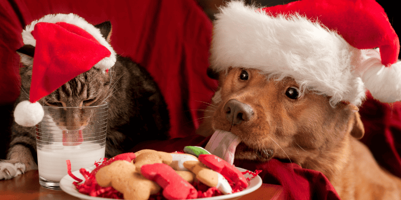 dog, cat, cookies, milk, Santa's cookies, holiday pet dangers, Christmas pet dangers, dog dangers, cat dangers, Christmas decor dangers, Christmas tree dangers, pet hazards, pet safety tips, Animal Emergency & Referral Center of Minnesota, Minnesota emergency vet, Twin Cities emergency vet, Saint Paul emergency vet, oakdale emergency vet