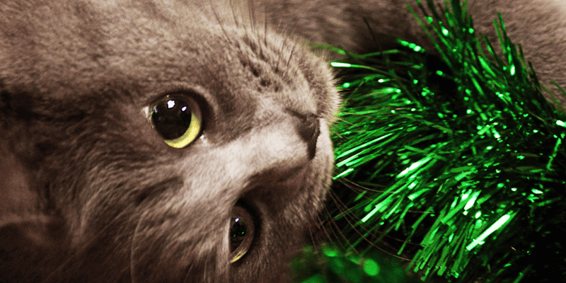 cat, tinsel, holiday pet dangers, Christmas pet dangers, dog dangers, cat dangers, Christmas decor dangers, Christmas tree dangers, pet hazards, pet safety tips, Animal Emergency & Referral Center of Minnesota, Minnesota emergency vet, Twin Cities emergency vet, Saint Paul emergency vet, oakdale emergency vet