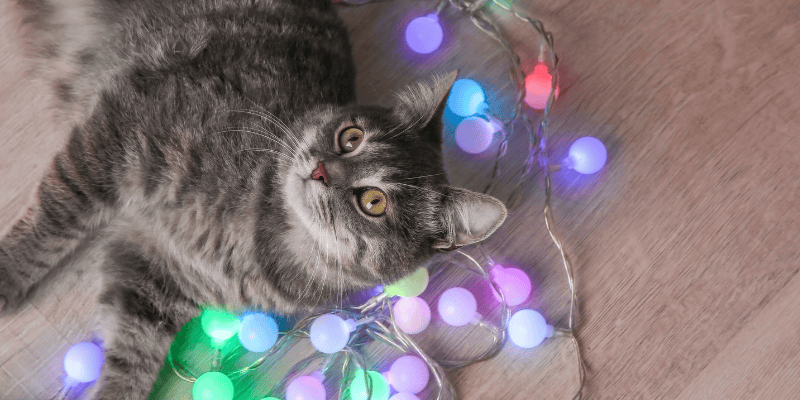 cat, Christmas lights, holiday pet dangers, Christmas pet dangers, dog dangers, cat dangers, Christmas decor dangers, Christmas tree dangers, pet hazards, pet safety tips, Animal Emergency & Referral Center of Minnesota, Minnesota emergency vet, Twin Cities emergency vet, Saint Paul emergency vet, oakdale emergency vet