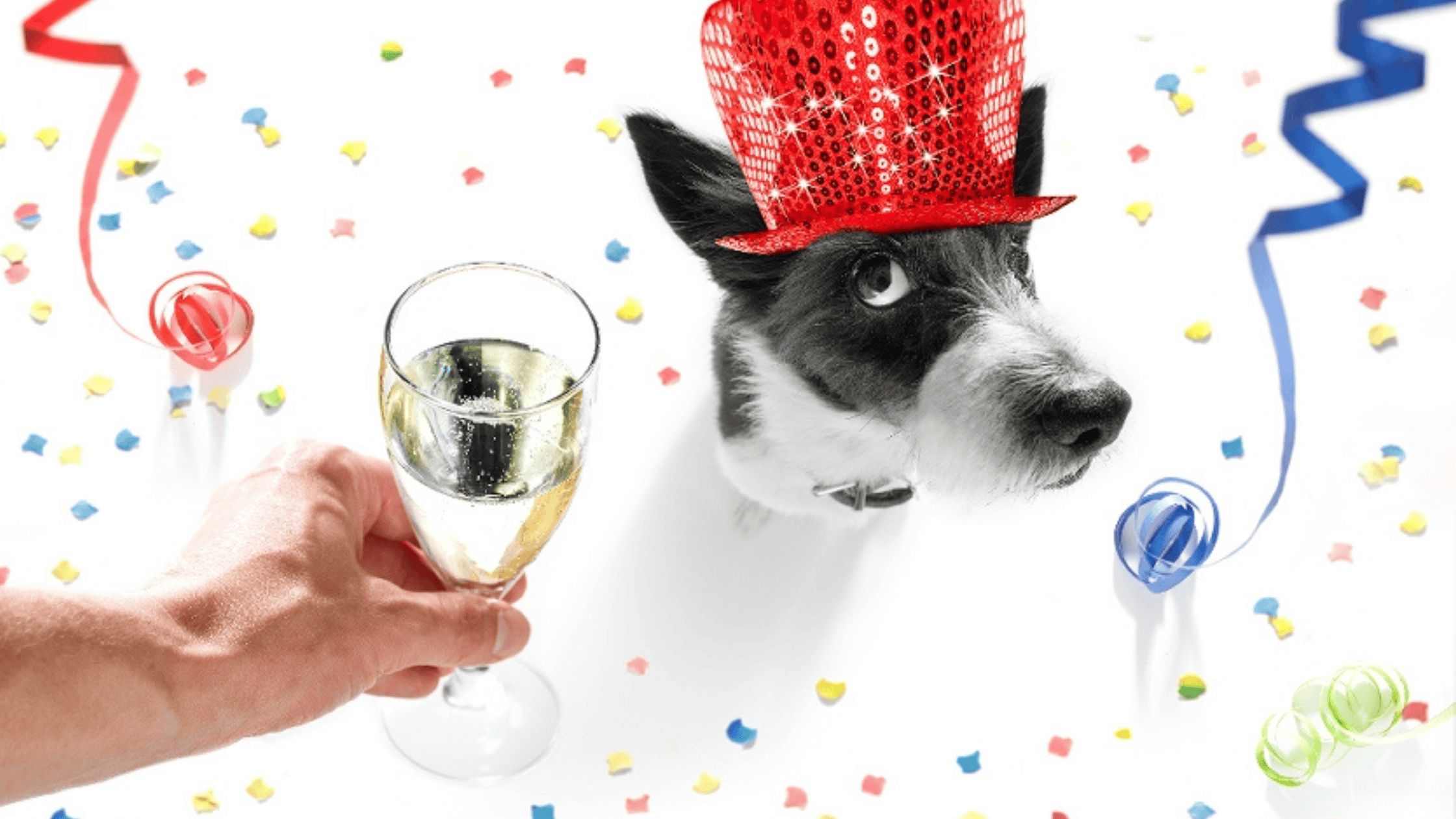 Alcohol Poisoning in Pets | Pet Toxins