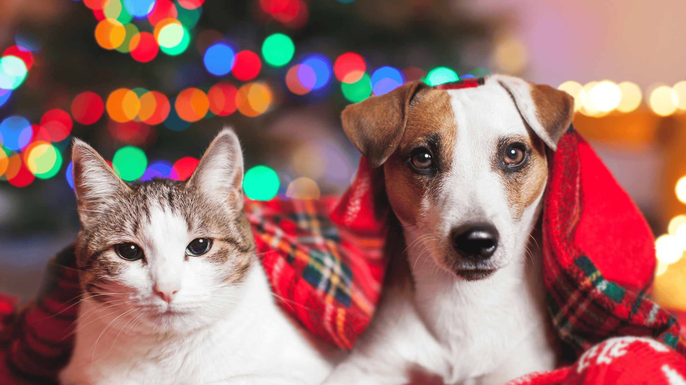 Common Holiday Emergencies for Pets