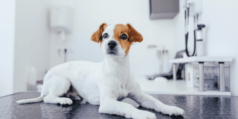 dog, vet, exam, bread dough, yeast, homemade bread, toxicity, bread dough toxicity in pets, bread dough toxicity, dog toxins, pet toxins, alcohol toxicity, Animal Emergency & Referral Center of Minnesota, emergency veterinarian, er vet, Minnesota emergency vet, Twin Cities animal emergency hospital