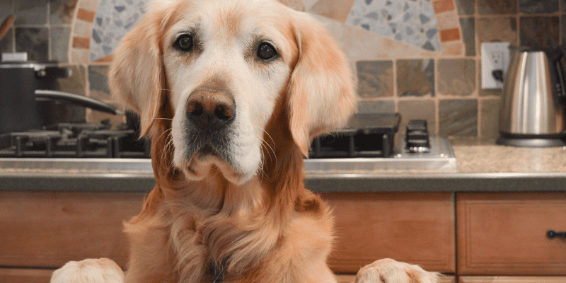 dog, kitchen counter, bread dough, yeast, homemade bread, toxicity, bread dough toxicity in pets, bread dough toxicity, dog toxins, pet toxins, alcohol toxicity, Animal Emergency & Referral Center of Minnesota, emergency veterinarian, er vet, Minnesota emergency vet, Twin Cities animal emergency hospital