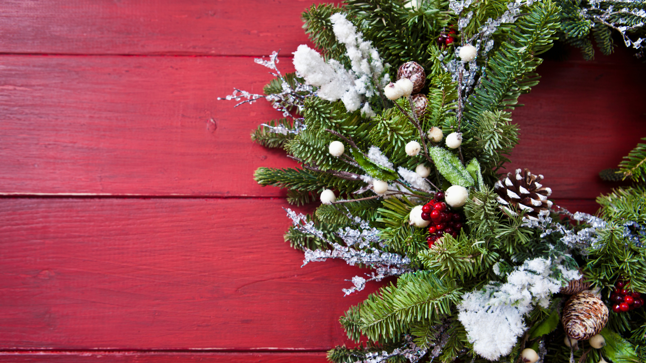 5 Common Holiday Plants That Are Toxic to Pets
