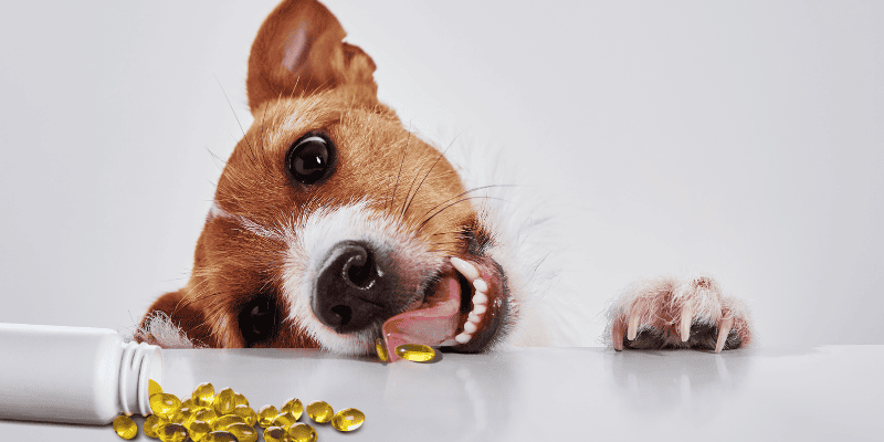 Vitamin D, vitamin supplements, Vitamin D poisoning in pets, Vitamin D toxicity, pet health, pet safety, pet emergency, Animal Emergency & Referral Center of Minnesota