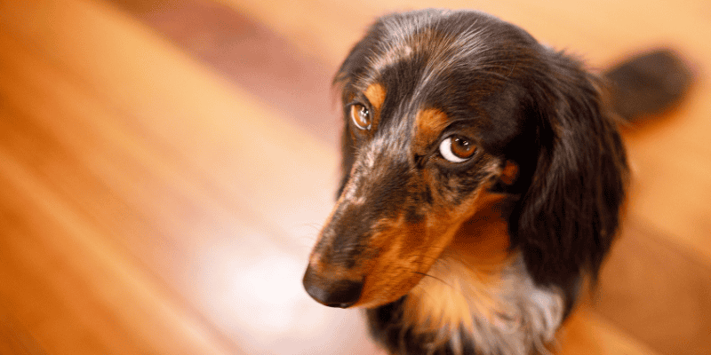 Vitamin D, vitamin supplements, Vitamin D poisoning in pets, Vitamin D toxicity, pet health, pet safety, pet emergency, Animal Emergency & Referral Center of Minnesota