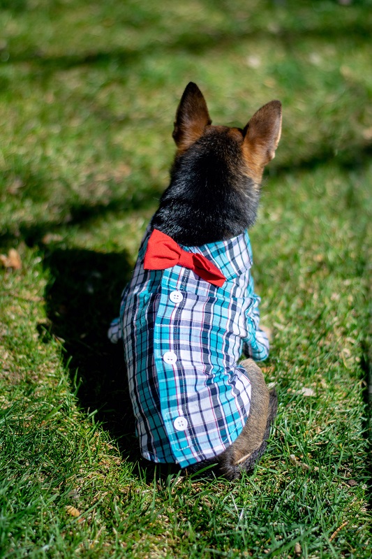 5 Ways to Spoil Your Pet