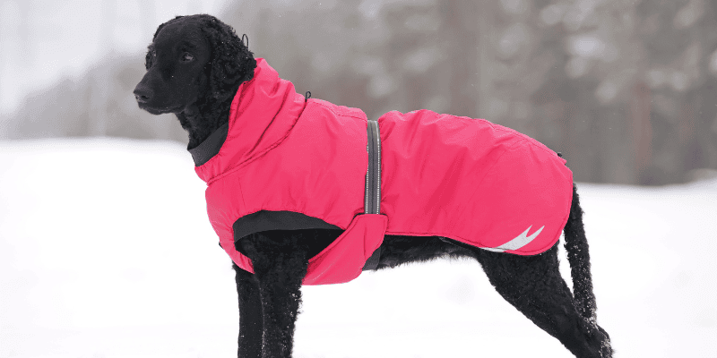 Valentine's Day, Valentine's Day dog gifts, dog gifts, dog mom, dog dad, dog parent, dog owner, dog health, veterinary, emergency vet, Animal Emergency & Referral Center of Minnesota