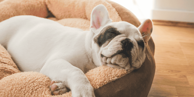 Valentine's Day, Valentine's Day dog gifts, dog gifts, dog mom, dog dad, dog parent, dog owner, dog health, veterinary, emergency vet, Animal Emergency & Referral Center of Minnesota